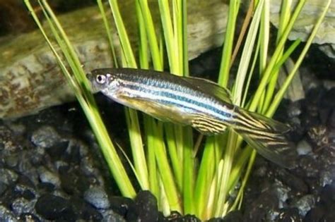 GloFish Danio – Care, Diet, And Breeding - Badman's Tropical Fish