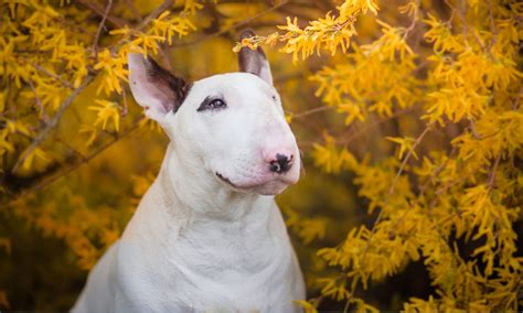 Bull Terrier Breed: Characteristics, Care & Photos | BeChewy