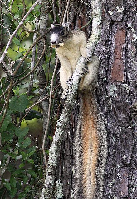 Florida Fox Squirrel | Flickr - Photo Sharing!