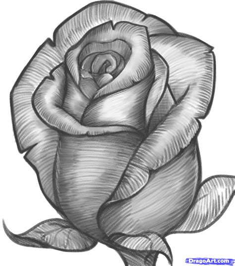 Drawing Of A Rose | Free Vector Logo