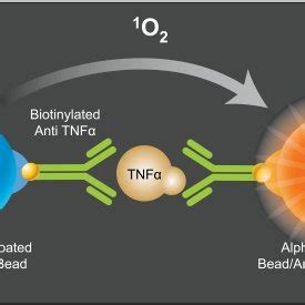 Principle of AlphaLISA-based TNF-α assay. The Alpha donor bead (blue... | Download Scientific ...