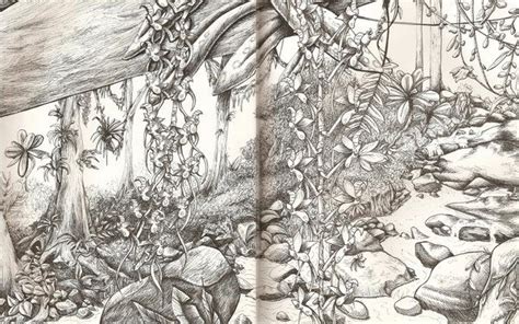 Pencil Rainforest Drawing - bestpencildrawing