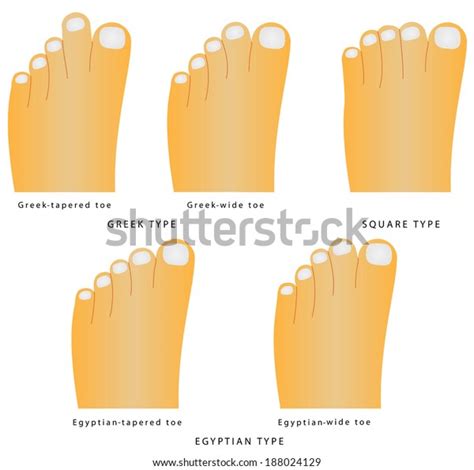 Greek Toes Stock Photos and Pictures - 164 Images | Shutterstock