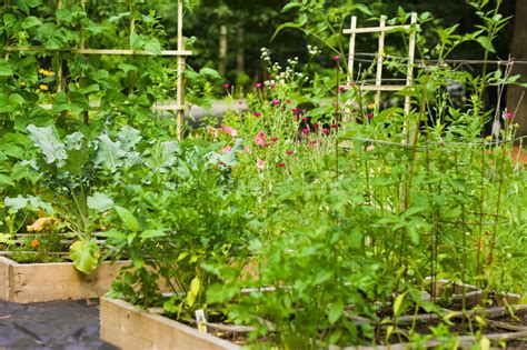 How and Why to Start a Square-foot Garden – Farmers Defense