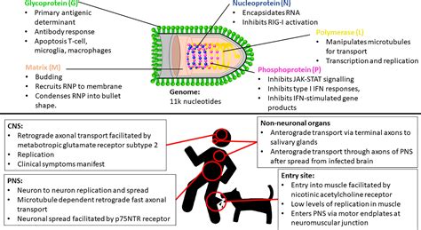 Rabies Virus Structure And Function