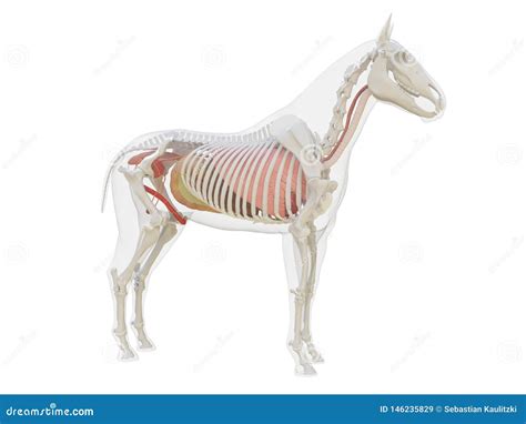 Horse Esophagus - Horse Equus Anatomy - Isolated On White Royalty-Free Stock Photo ...