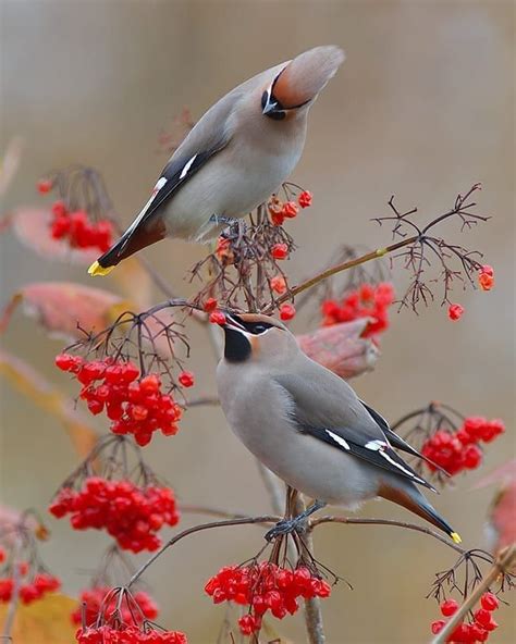 Bohemian Waxwing By:@jens_stahl @birdsonearth | Bird pictures ...