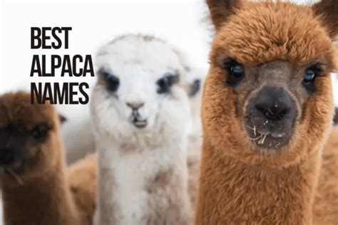 Good Alpaca Names 93+ Cute & Funny Ideas - PetShoper