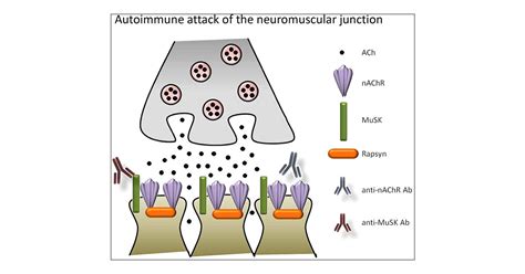 Nicotinic Acetylcholine Receptor