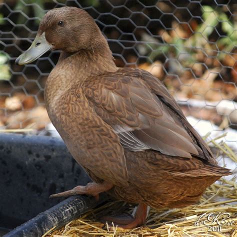 Khaki Campbell Duck | Duck breeds, Pet ducks, Khaki campbell ducks