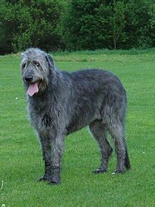 Irish wolfhound - Wikipedia