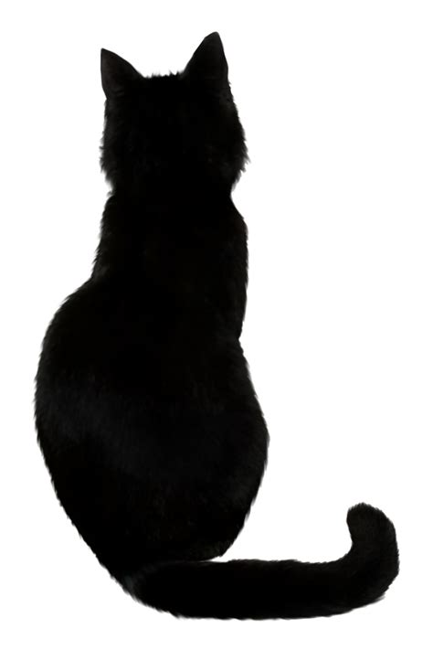 Image - Black Cat.png - Glee Wiki