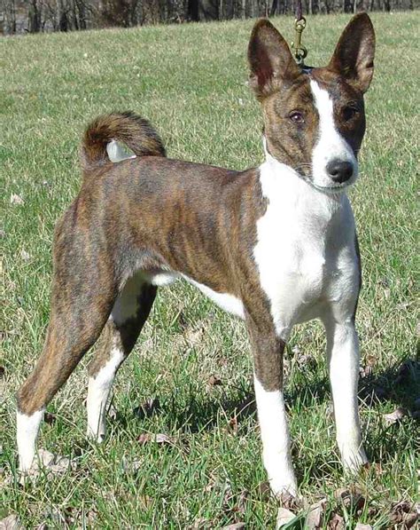 Basenji - Barkless dog - Dog Breed Information, Images, Videos, FAQs