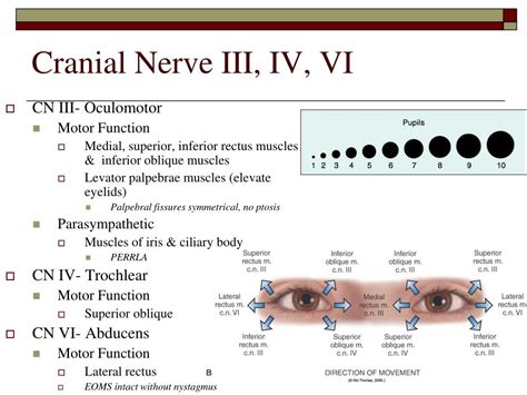 PPT - Cranial Nerve Function- A&P Review PowerPoint Presentation - ID ...