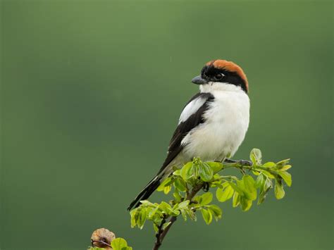 Red-Backed Shrike Bird Facts (Lanius collurio) | Bird Fact