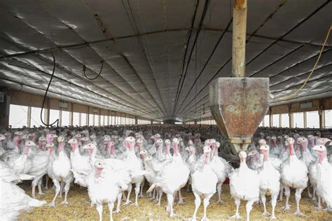 Indiana Finds Bird Flu at Sixth Turkey Farm