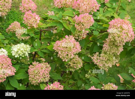 Pink flowering Hydrangea shrubs in autumn Stock Photo - Alamy