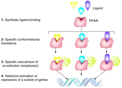 PPAR-agonists have the potential to trigger different biological... | Download Scientific Diagram