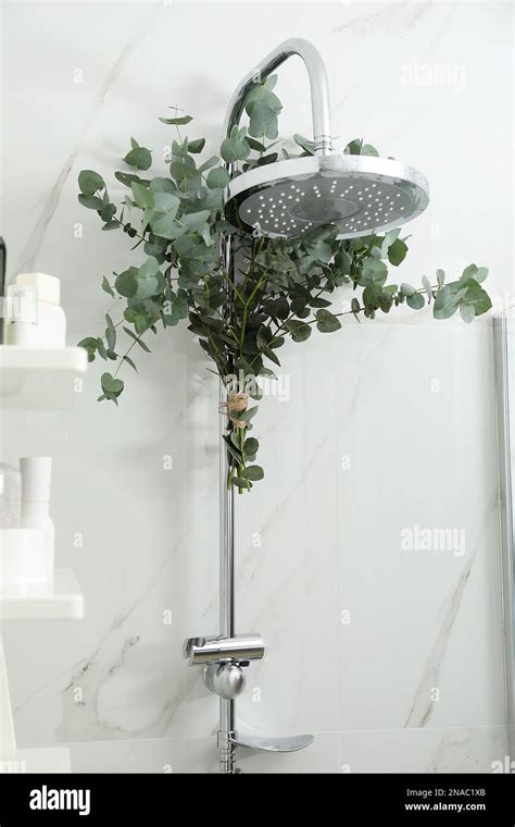 Branches with green eucalyptus leaves in shower Stock Photo - Alamy