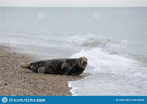 Seals in Winter on the Beach, Winterton on Sea, Norfolk, UK in T Stock Image - Image of dark ...