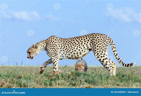 Beautiful Cheetah Hunting and Looking for Prey Stock Image - Image of ...