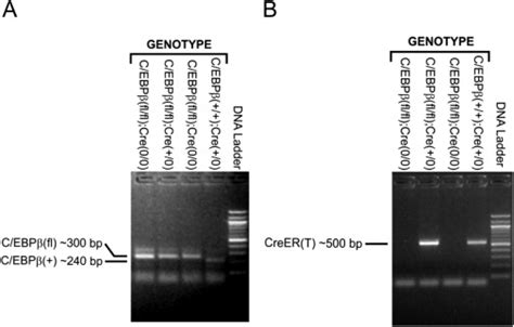 Mouse genotype analysis. A: PCR amplification of the C/EBPβ gene. Mouse ...