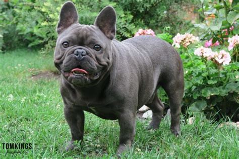 Frenchie Fitness: Dog Nutrition - TomKings Kennel