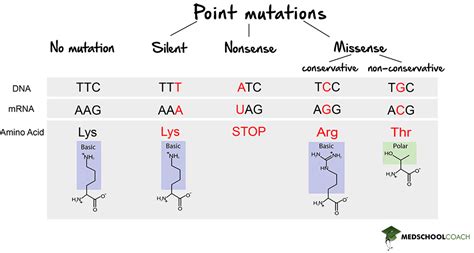 Mutations – MCAT Biology | MedSchoolCoach