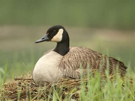 Canada Goose Migration: A Complete Guide | Birdfact