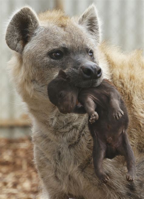 Spotted! Little Hyena Cub Joins The Clan - ZooBorns