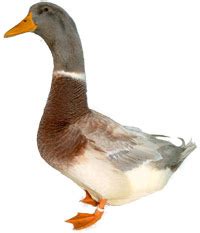 Saxony Ducks: Photos & Breed Information