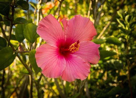 Chinese Hibiscus - Plant & Nature Photos - scene thru a lens