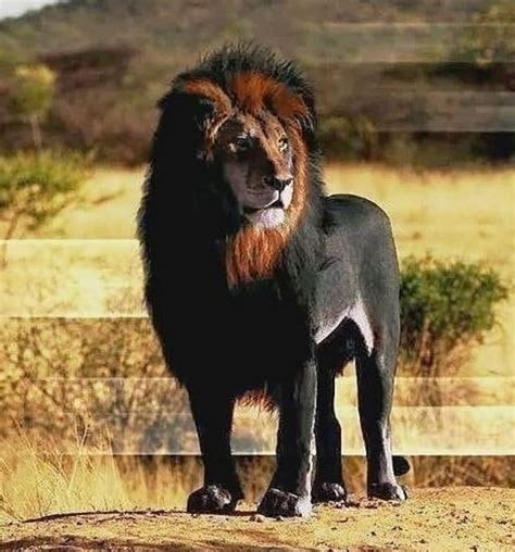 Melanistic Lion | Melanistic animals, Unusual animals, Nature animals