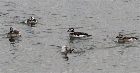 Dorset Bird Club: Sightings - Tuesday 31st January 2019 #nodnews