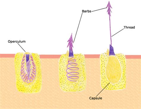 Nematocyst - Definition and Examples - Biology Online Dictionary