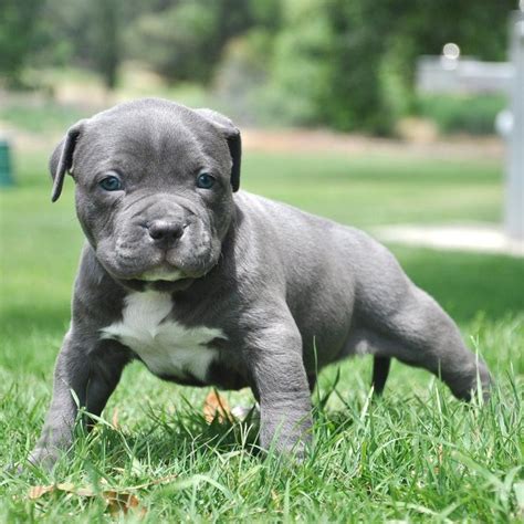 Pit Bull Puppies and Blue Nose American Bully Pitbull Pictures