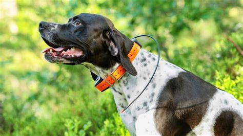 Does Your Dog Need a GPS? The Pros and Cons of Dog GPS Trackers