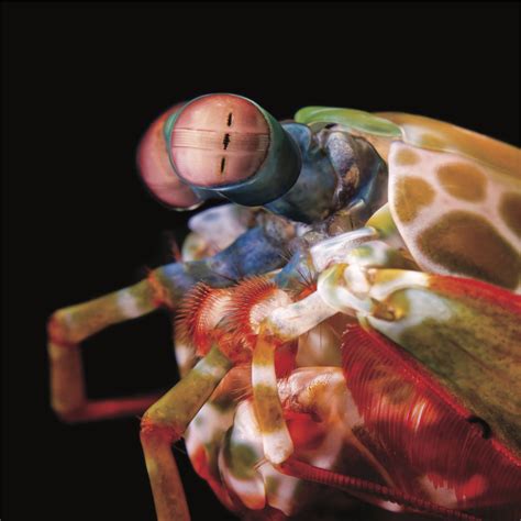 Extreme mobility of mantis shrimp eyes