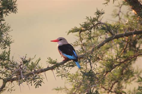 The Albertine rift valley Uganda and Africa