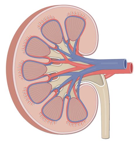 Kidney: Gross Anatomy (Media) – Human Bio Media