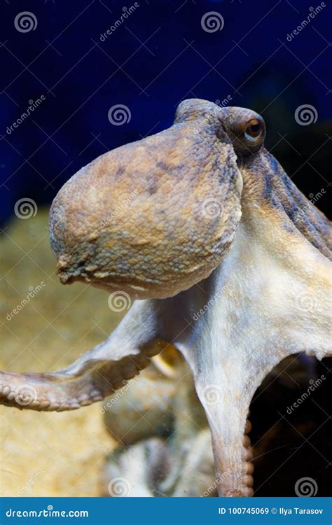 Octopus in a Marine Aquarium Stock Image - Image of fish, exotic: 100745069