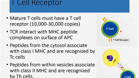 T cell receptor and activation part 1 - YouTube