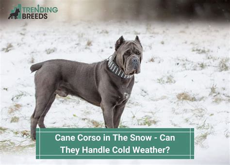 Cane Corso In The Snow – Can They Handle Cold Weather? (2024)