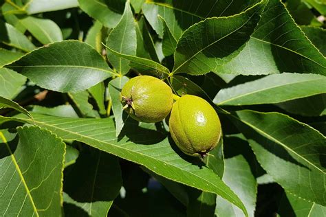 How to Grow and Care for Hickory Trees | Gardener’s Path