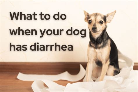 Common Home Remedies For Dog Diarrhea - Dog Diarrhea Remedy