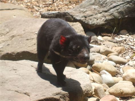 Tasmanian Devil. | A Tasmanian Devil running to its house. | Jon Bragg | Flickr