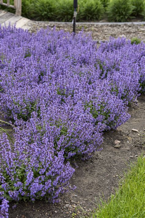 'Cat's Pajamas' - Catmint - Nepeta hybrid | Proven Winners