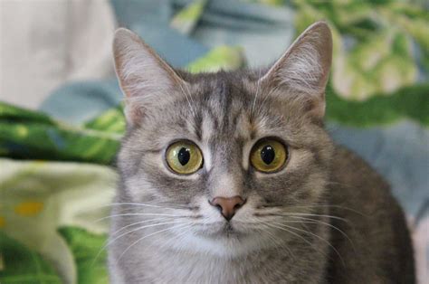 The Meaning Behind Cats Pupils: Understand Your Kitty Better