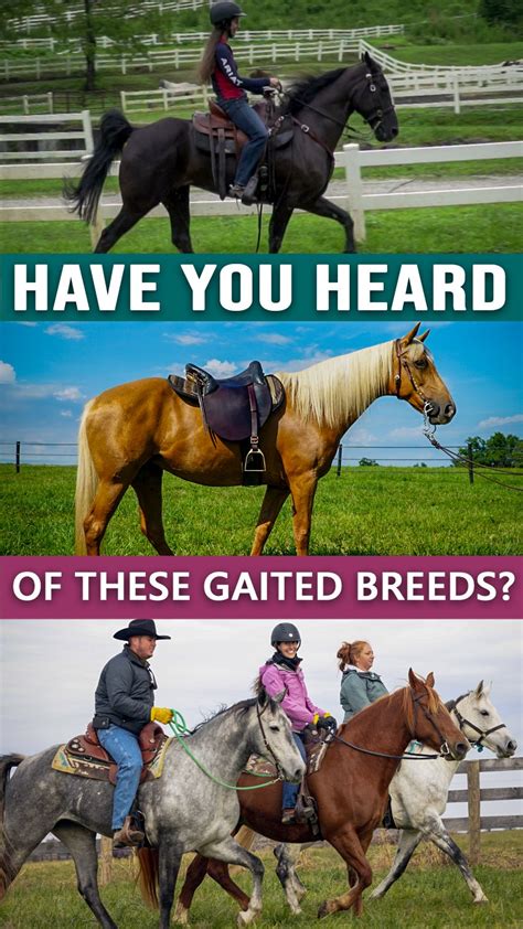 5 Gaited Horse Breeds You May Not Know About! — DiscoverTheHorse