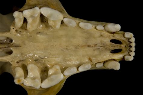 ADW: Procyonidae: SPECIMENS